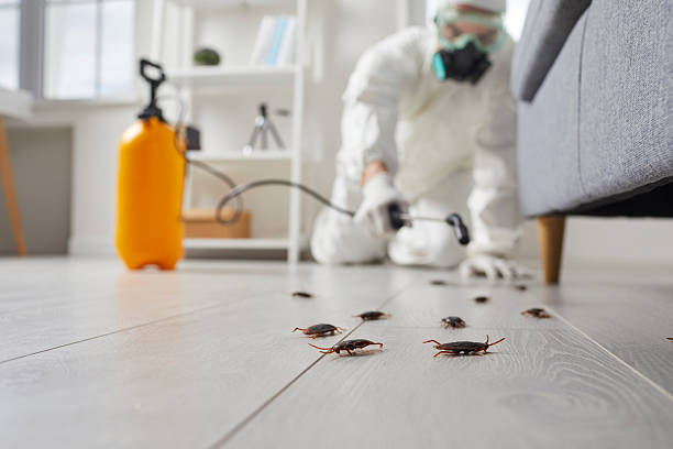 Affordable Termite Control solutions in Oak Park, MI